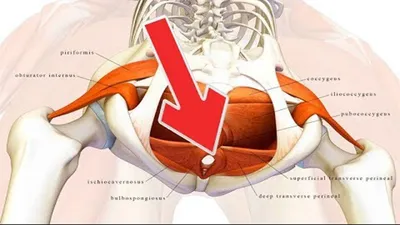 Проблемы с урологией: комплекс упражнений Кегеля для мужчин | MedAdvisor