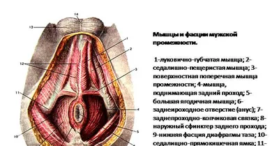 Упражнения Кегеля | Мужское здоровье, Упражнения, Факты о здоровье