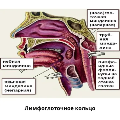 ЛФК при шейном остеохондрозе: гимнастика и упражнения для мышц шеи