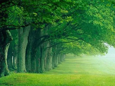 успокаивающие картинки - Поиск в Google | Green nature wallpaper, Beautiful  nature wallpaper, Beautiful nature