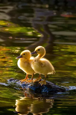 Обои с утками🐤 | Обои