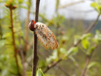 File:Ukraine - Salix caprea - Spring time - Верба віщує весну в Україні.jpg  - Wikimedia Commons