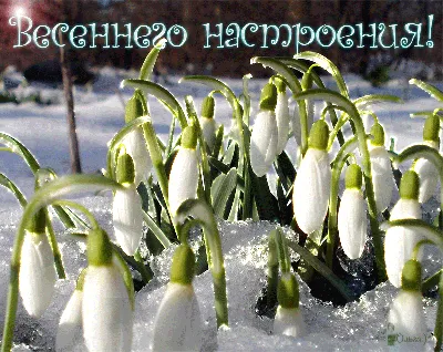 Весеннего настроения! - Весна/Spring - Повседневная анимация - Анимация -  Мир авторской анимации gif | Весна, Открытки, Рождественские изображения