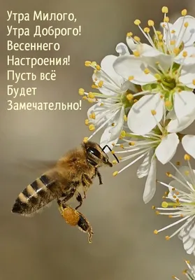 Весеннего настроения! Сфера деятельности: туризм и отдых, образование за  рубежом, деловые поездки и выставки, прием иностранных туристов,  бронирование и продажа авиабилетов туризм и отдых образование за рубежом  деловые поездки и выставки прием