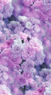 Обои для айфон картинки на телефон андроид фоны | Purple flowers wallpaper,  Flower phone wallpaper, Flower wallpaper