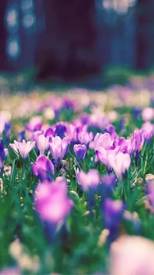 Photo Spring flower Crocuses Grass 600x800