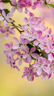 Photo Spring flower Crocuses Grass 640x960