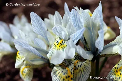 Весенние цветы - знакомые незнакомцы, Определяем названия вместе!! |  Сибирский Сад Людмила Борисовна | Дзен