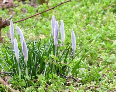 Весенние цветы в корзинке - заказать доставку цветов в Москве от Leto  Flowers