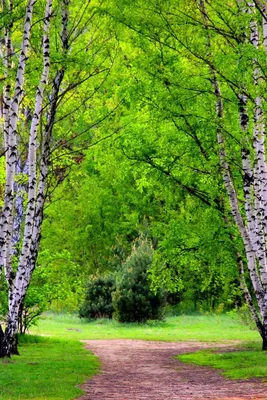 Весенняя девушка картинки - 60 фото