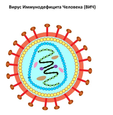 Анализ на ВИЧ, показания к назначению, правила подготовки к сдаче анализа,  расшифровка результатов и показатели нормы. .Name}