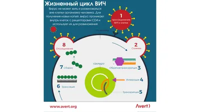 ВИЧ - вирус иммунодефицита человека: что такое, симптомы, пути заражения,  диагностика, лечение