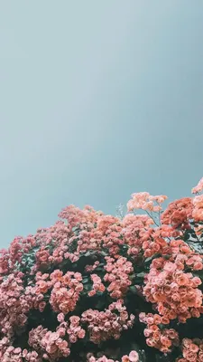 Flower wallpaper for phone | Flower iphone wallpaper, Iphone wallpaper  vsco, Summer wallpaper