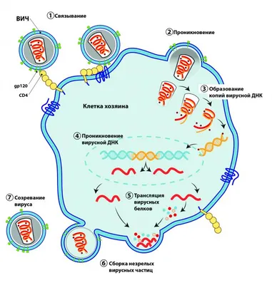 Сдать анализ на выявление рнк вирусов грипп а (influenza a) и грипп в  (influenza b) в г. Новый Уренгой - Поликлиника Сканер