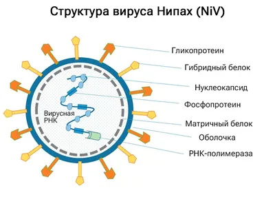 Вирус как зеркало современной цивилизации – ЛИВЕНЬ