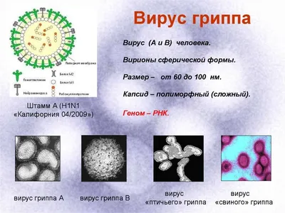 Вирус – новости и статьи по тегу | Forbes.ru