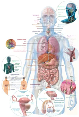ВНУТРЕННИЕ ОРГАНЫ ЧЕЛОВЕКА / ИНТЕРЕСНЫЕ ФАКТЫ | Интересные факты | Дзен