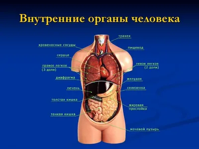 Внутренние органы человека» — создано в Шедевруме