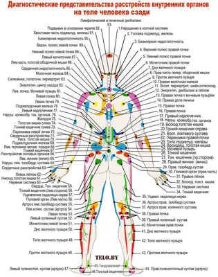 Внутренние органы человека online exercise for | Live Worksheets