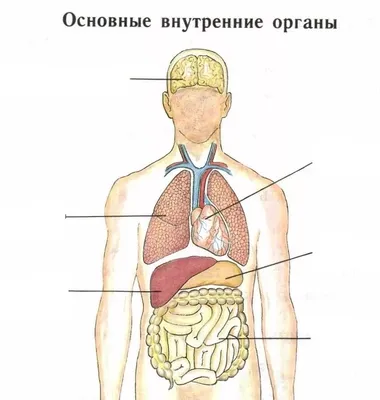 Тела туловища человека модель анатомия, анатомический медицинский внутренние  органы для обучения Съемная развивающие медицинская наука новые модели |  AliExpress