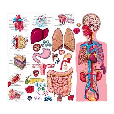 Внутренние органы человека | Удоба - бесплатный конструктор образовательных  ресурсов