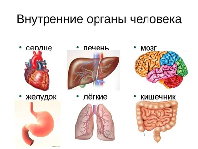 Анатомия человека. Строение и расположение внутренних органов человека.  Органы грудной клетки, брюшной полости, о… | Учащиеся медучилища, Анатомия  человека, Человек