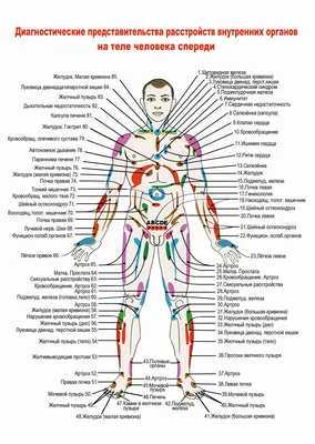 Внутренние органы человека иллюстрация вектора. иллюстрации насчитывающей  органы - 144165720