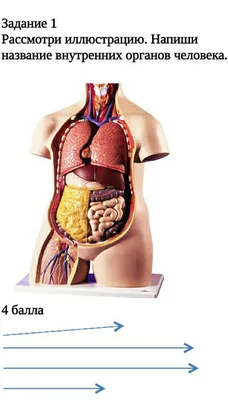 Внутренние органы человека – ПОЧЕМУХА.РУ ответы на вопросы.