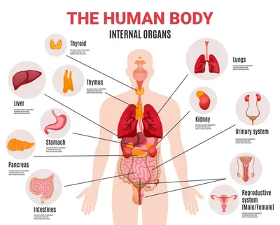 Внутренние Органы Человека — стоковая векторная графика и другие  изображения на тему Внутренний орган - Внутренний орган, Человеческое тело,  Анатомия - iStock