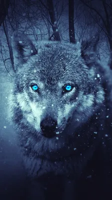 Wild Wolf HD APK pour Android Télécharger