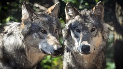 Волк 🐺 винилография аэрография на авто, любые наклейки волков