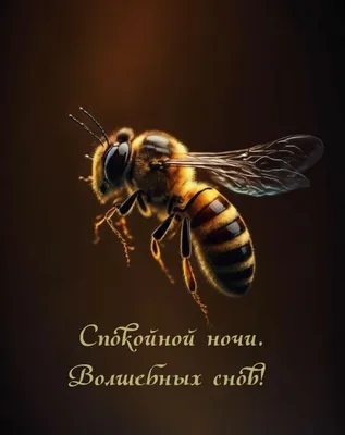 Купить горячий шоколад Chokocat \"Для волшебных снов\", 100 гр, цены на  Мегамаркет | Артикул: 600002462656