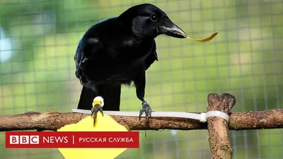 Ворон живёт 300 лет - правда или вымысел | Мои любимые животные | Дзен