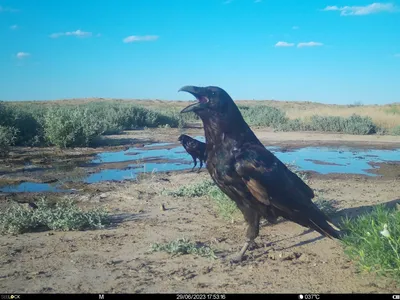 Ворона в русских сказках