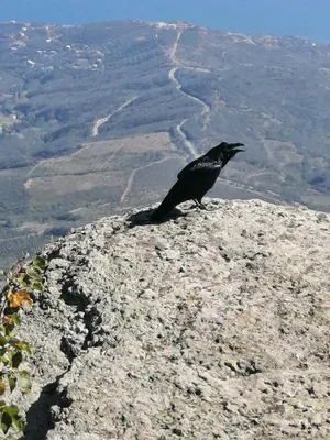 Известный блогер ворон Гоша из Пермского края в печали: С уходом Instagram  он растерял сотни тысяч своих подписчиков - KP.RU