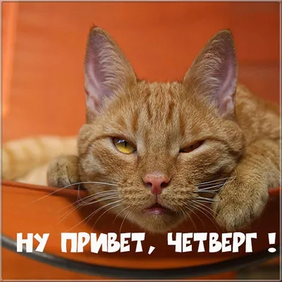 четверг, дождик): tigra_olga — LiveJournal