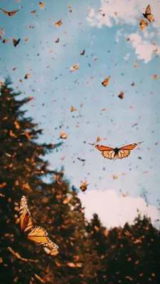 goodvibes-vsco | VSCO | Iphone background wallpaper, Butterfly wallpaper  iphone, Butterfly wallpaper