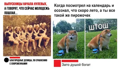 The Comedy Pet Photo Awards-2023: выбраны самые забавные снимки домашних  животных — Anons.uz