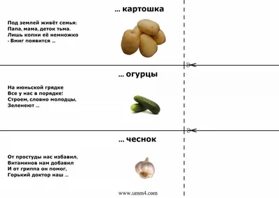 Загадки про овощи — интересные загадки про овощи для детей с ответами