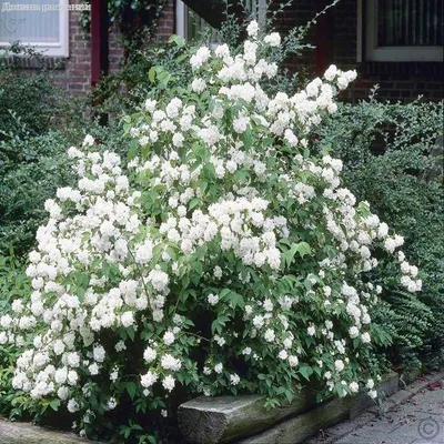 Жасмин (Jasminum Polyanthum)