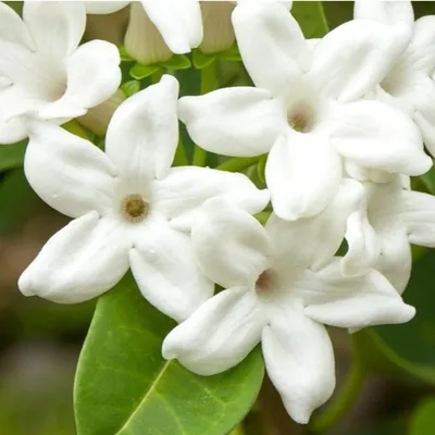 Жасмин самбак (Jasminum sambac) - PictureThis