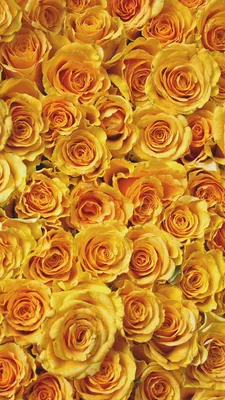 Pictures Texture Roses Yellow flower Many 1080x1920