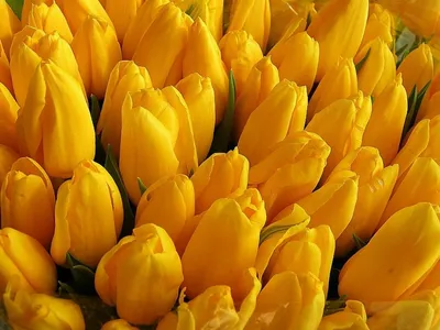 Desktop Wallpapers tulip Yellow Fields Flowers Many 1080x1920