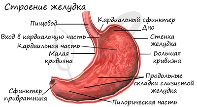 Желудок в тибетской медицине