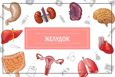 Поперечное Сечение Желудка Медицинский Рисунок Здоровый Желудок Человека  Изолированный На Белом Фоне Пищеварением Реалистичная 3d Вект — стоковая  векторная графика и другие изображения на тему Желудок - iStock