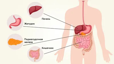 Желудок человека: где находится, как выглядит и работает, почему может  болеть