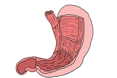 Онко Вики — Как устроен и как работает желудок?