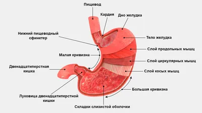 желудок человека . мультфильм . изолированный . вектор Иллюстрация штока -  иллюстрации насчитывающей кишечно, внимательность: 265346372