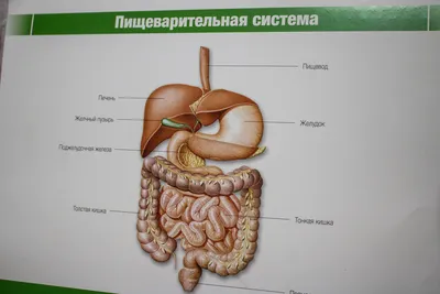 Язвенная болезнь желудка (анатомия человека) плакат глянцевый А1+, плотная  фотобумага от 200г/м2 - купить с доставкой по выгодным ценам в  интернет-магазине OZON (262641567)