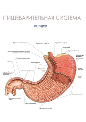 Эрозивный гастрит желудка: симптомы, лечение у взрослых, диета